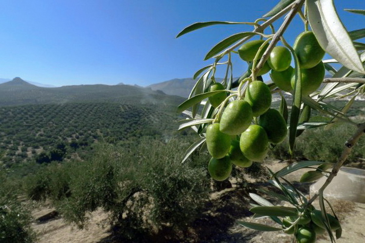 Оливковые плантации в Испании